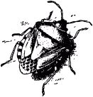 Жизнь насекомых. Рассказы энтомолога