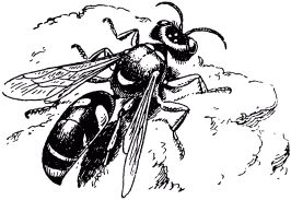 Жан-Анри Фабр - Жизнь насекомых. Рассказы энтомолога