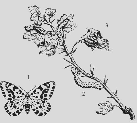 Николай Звонарев - Крыжовник. Сажаем, выращиваем, заготавливаем
