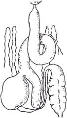 Жан-Анри Фабр - Жизнь насекомых. Рассказы энтомолога