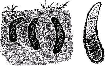Жан-Анри Фабр - Жизнь насекомых. Рассказы энтомолога
