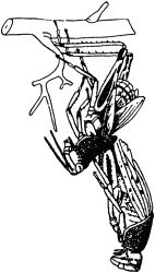 Жан-Анри Фабр - Жизнь насекомых. Рассказы энтомолога