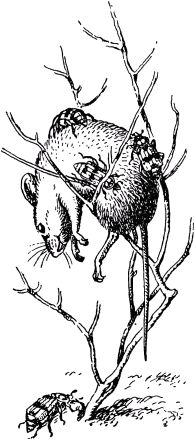 Жан-Анри Фабр - Жизнь насекомых. Рассказы энтомолога