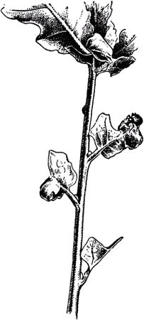 Жан-Анри Фабр - Жизнь насекомых. Рассказы энтомолога