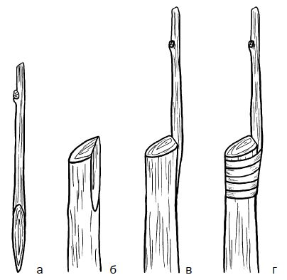 Галина Серикова - Прививка плодовых деревьев: распространенные ошибки и секреты...