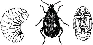 Жан-Анри Фабр - Жизнь насекомых. Рассказы энтомолога