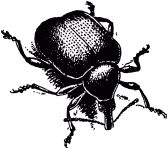 Жизнь насекомых. Рассказы энтомолога