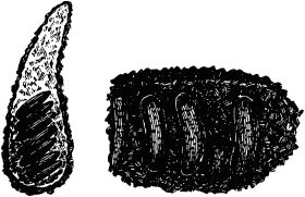 Жан-Анри Фабр - Жизнь насекомых. Рассказы энтомолога