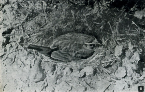 Роальд Потапов - Неведомый Памир