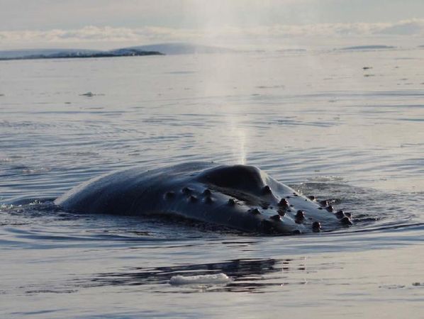 Владимир Ромашкин - Загадки исчезнувших цивилизаций. Часть I. Загадочная Антарктида