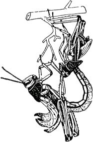 Жан-Анри Фабр - Жизнь насекомых. Рассказы энтомолога