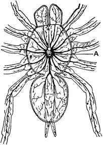 Жан-Анри Фабр - Жизнь насекомых. Рассказы энтомолога
