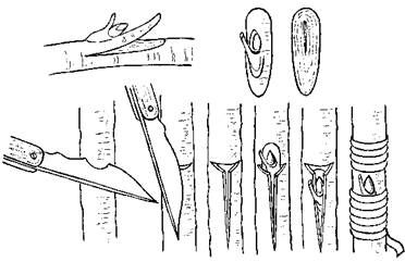 Оксана Петросян - Садовые деревья и кустарники