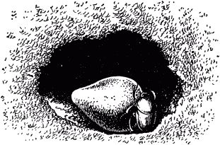 Жан-Анри Фабр - Жизнь насекомых. Рассказы энтомолога