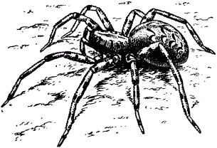 Жан-Анри Фабр - Жизнь насекомых. Рассказы энтомолога