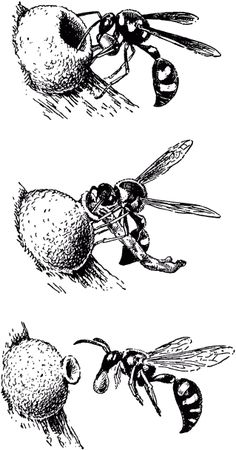 Жан-Анри Фабр - Жизнь насекомых. Рассказы энтомолога