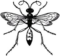 Жан-Анри Фабр - Жизнь насекомых. Рассказы энтомолога