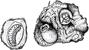 Жан-Анри Фабр - Жизнь насекомых. Рассказы энтомолога