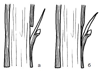 Галина Серикова - Прививка плодовых деревьев: распространенные ошибки и секреты...