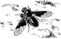 Жизнь насекомых. Рассказы энтомолога