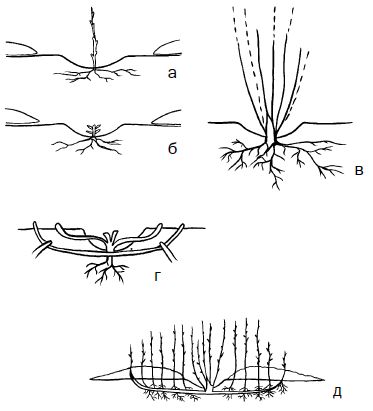 Галина Серикова - Прививка плодовых деревьев: распространенные ошибки и секреты...
