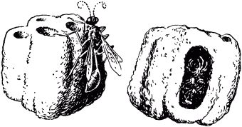 Жан-Анри Фабр - Жизнь насекомых. Рассказы энтомолога