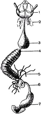 Жан-Анри Фабр - Жизнь насекомых. Рассказы энтомолога