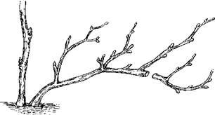 Оксана Петросян - Садовые деревья и кустарники