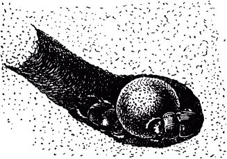 Жан-Анри Фабр - Жизнь насекомых. Рассказы энтомолога