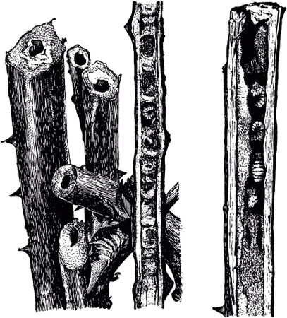 Жан-Анри Фабр - Жизнь насекомых. Рассказы энтомолога