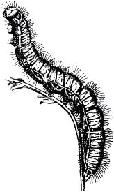 Жан-Анри Фабр - Жизнь насекомых. Рассказы энтомолога