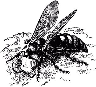 Жан-Анри Фабр - Жизнь насекомых. Рассказы энтомолога