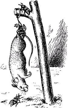 Жан-Анри Фабр - Жизнь насекомых. Рассказы энтомолога