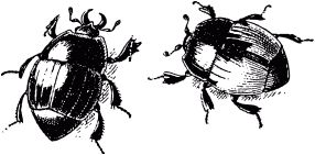 Жизнь насекомых. Рассказы энтомолога