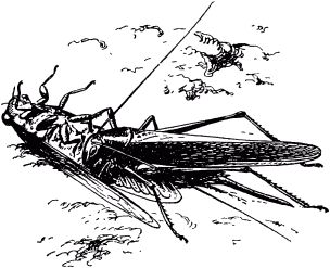 Жан-Анри Фабр - Жизнь насекомых. Рассказы энтомолога