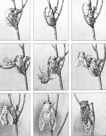 Жан-Анри Фабр - Жизнь насекомых. Рассказы энтомолога