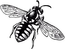 Жан-Анри Фабр - Жизнь насекомых. Рассказы энтомолога