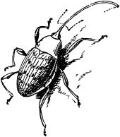 Жан-Анри Фабр - Жизнь насекомых. Рассказы энтомолога