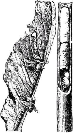 Жан-Анри Фабр - Жизнь насекомых. Рассказы энтомолога