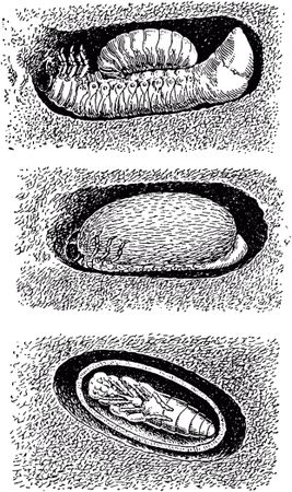 Жан-Анри Фабр - Жизнь насекомых. Рассказы энтомолога