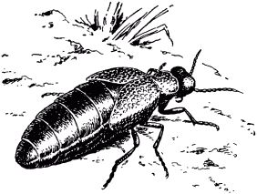 Жан-Анри Фабр - Жизнь насекомых. Рассказы энтомолога