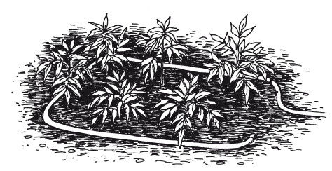 Елена Шкитина - Выращивание основных видов овощных культур. Технология богатых...