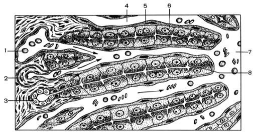 Коллектив авторов - Избранные лекции по факультетской хирургии: учебное пособие