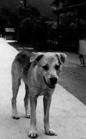 Николай Веракса, Александр Веракса - Проектная деятельность дошкольников....