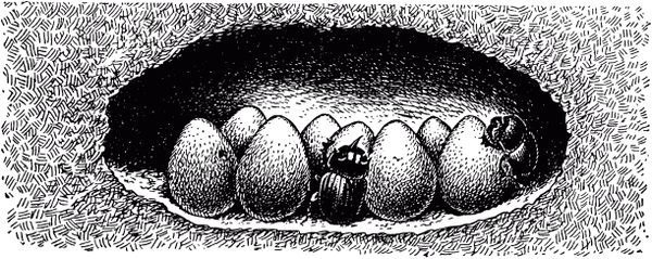 Жан-Анри Фабр - Жизнь насекомых. Рассказы энтомолога