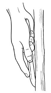 Галина Серикова - Прививка плодовых деревьев: распространенные ошибки и секреты...