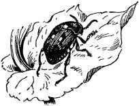 Жан-Анри Фабр - Жизнь насекомых. Рассказы энтомолога