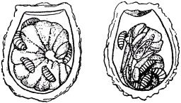 Жизнь насекомых. Рассказы энтомолога