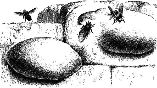 Жан-Анри Фабр - Жизнь насекомых. Рассказы энтомолога