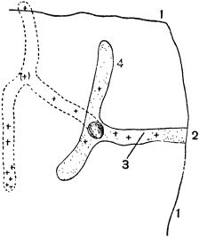 Жан-Анри Фабр - Жизнь насекомых. Рассказы энтомолога